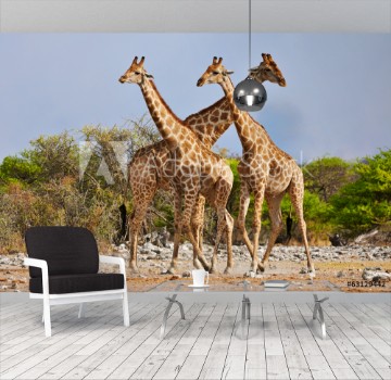 Picture of three giraffes walking in Etosha National Park